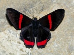 Ancyluris mira RC 110607 CoR PR 005c.jpg