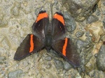 Ancyluris mira DW 110607 CoR 310c.jpg
