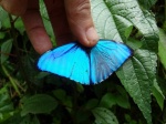 Morpho aurora PERU PH PB 19OCT11 inhnd D 403c.jpg