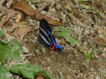 Rhetus dysonii MV KG 091504 CoR 224c.jpg