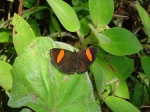 View the album P-6 Metalmarks Riodinidae