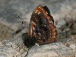 Sarota myrtea per KW PERU CoR TH 18SEP08 1063c.jpg