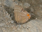 unkn hairstreak myb Lamprospilus PERU CoR TH 18SEP08 1064c.jpg