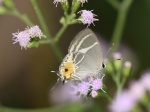 View the album P-6 Hairstreaks & Blues Lycaenidae