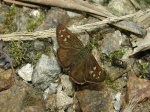 View the album P-6 Skippers Skipperlings Heteropterinae