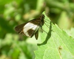 View the album P-6 Skippers Grass Hesperiinae