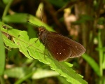 Papias phainis myb RW 120109 CoR PERU.jpg