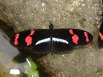 View the album P-6 Longwings & Actinotes Heliconiinae