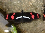 Heliconius telesiphe telesiphe D KG 091504 CoR 218c.jpg