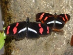 Heliconius telesiphe & Podotricha telesiphe KG 091504 CoR 213c.jpg