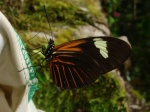 Heliconius melpomene myb KG 102909 WlSm EC V 002c.jpg