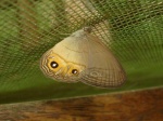 Splendeuptychia sp PERU CoR KG 12OCT11 2787c.jpg
