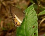 Splendeuptychia ashna RW 120109 CoR PERU.jpg