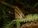 Parataygetis albinotata RW 112809 CoR PERU 6125c.jpg