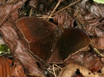 Corades medeba medeba PERU CoR TH 16SEP08 D 0420c.jpg