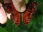 Lasiophila orbifera orbifera in hnd DW 110907 CoR D 834c.jpg