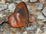 Lymanopoda obsoleta BBn 110409 ManuRd 7500' PERUc.jpg