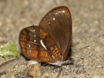 Lymanopoda ferruginosa BBn 102509 CoR 5000' PERUc.jpg