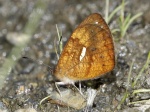 Lymanopoda ferruginosa BBn 102409 ManuRd 8500' PERUc.jpg