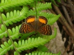 Higginsius fasciata PERU BsqShlt KG 28OCT11 km12 3863c.jpg