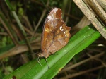 Mygona prochyta MV KG 091504 CoR 179c.jpg