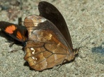 Mygona prochyta chyprota EP 110907 CoR PR 139c.jpg