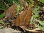View the album P-6 Morphos & Owls Morphiinae