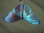 Morpho aurora KG 110407 CoR D 2363c.jpg