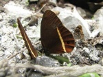 Manerebia satura satura PERU PH DvG 18OCT11 2c.jpg