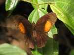 Physcopedaliodes physcoa marulla per TP PERU PH DvG 20OCT11 Dc.jpg