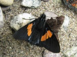 View the album P-5 Skippers Firetips Pyrrhopyginae