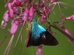 View the album P-5 Skippers, Spreadwings Pyrginae