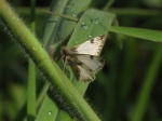 Heliopetes omrina PERU Villa Rica DvG 28OCT11 Vc.jpg