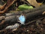 Sostrata caerulans PERU abv PZ YCNP DvG 25OCT11 V 2c.jpg