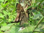 Urbanus esmeraldas PERU abv PZ DvG 22OCT11 low Vc.jpg