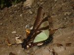 View the album P-5 Swallowtails Papilionidae