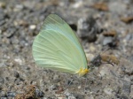 View the album P-5 Mimic-Whites Dismorphiinae