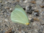 Pseudopieris nehemia PERU abv PZ YCNP PB 23OCT11 km60 882c.jpg