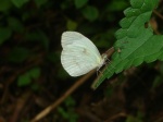 Dismorphia thermesina PERU Villa Rica KG 27OCT11 V 3772c.jpg