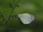 Eurema albula PERU VIlla Rica DvG 27OCT11c.jpg
