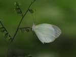 Eurema albula PERU VIlla Rica DvG 27OCT11c.jpg