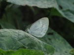 Eurema elathea PERU Villa Rica DvG 28OCT11 Vc.jpg