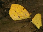 View the album P-5 Sulphurs Coliadinae