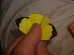 View the album P-5 Sulphurs Coliadinae