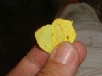 View the album P-5 Sulphurs Coliadinae