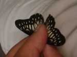 View the album P-5 Whites, Pierinae