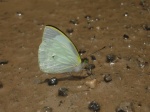 Leptophobia eleusis PERU abv PZ YCNP KG 23OCT11 V 3419c.jpg