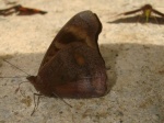 View the album P-5 Brushfoots, Biblidinae