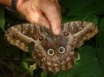 Caligo superbus PERU abv PZ YCNP KG km60 23OCT11 inhnd V 3515c.jpg