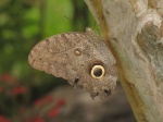 Caligo eurilochus PERU abv PZ YCNP DvG 23OCT11c.jpg